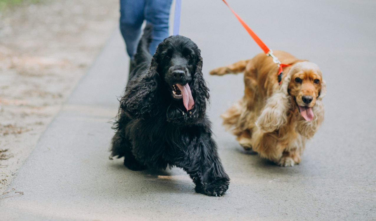 How Often Should You Walk Your Dog? | Breed Your Dog